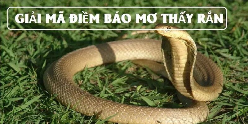 Nằm mơ thấy rắn mang đa tầng ý nghĩa riêng biệt